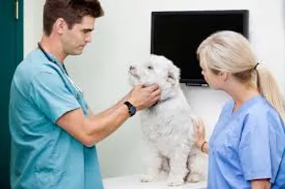 Illustration veterinary - Image 2