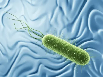 Illustration flagellum - Image 1