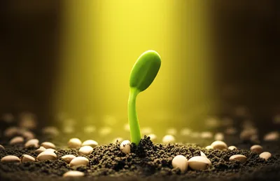 Illustration primacy - Image 1