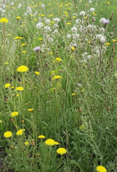 Illustration weedy - Image 1