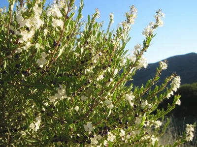 Hình ảnh minh họa myrtles - Ảnh 1