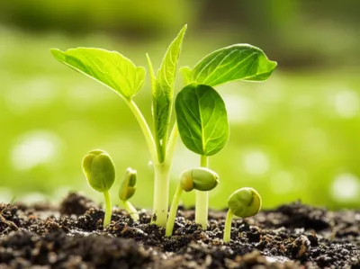 Illustration produce - Image 1