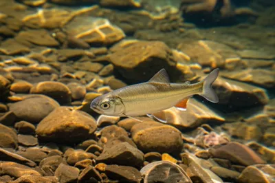 Illustration smolt - Image 1