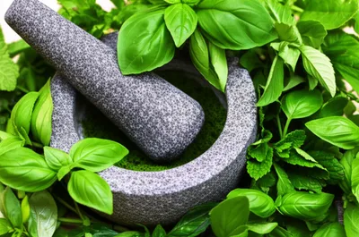 Illustration medicinal - Image 1