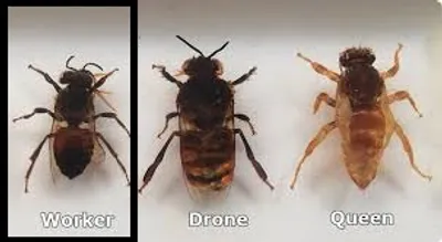 Illustration neuter - Image 2