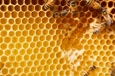 Illustration combs - Image 1