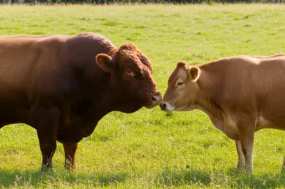 Illustration bred - Image 1