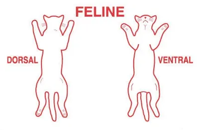 Illustration dorsal - Image 2