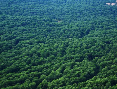 Illustration forest - Image 1