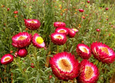 Illustration everlasting - Image 2