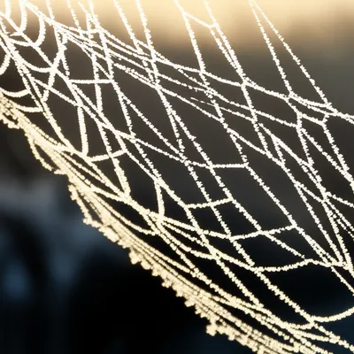 Illustration rime - Image 1