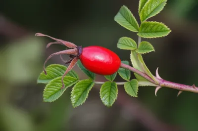 Illustration hop - Image 1