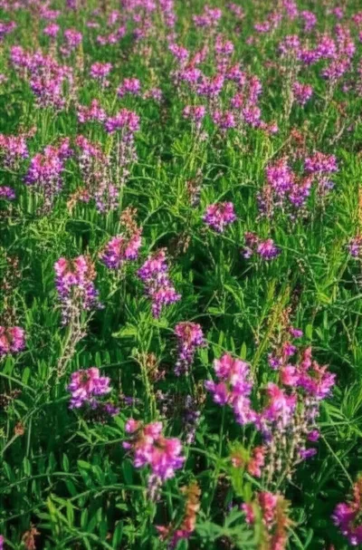 Illustration tine - Image 1