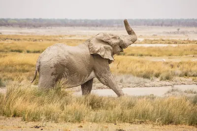 Illustration ivories - Image 2