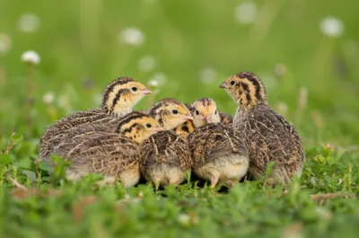 Illustration jugging - Image 1