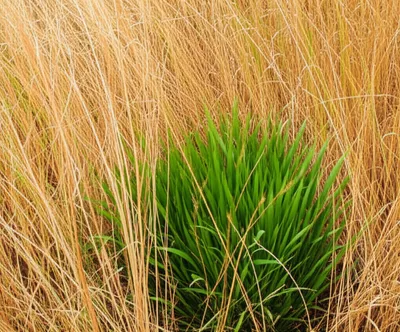 Illustration cheats - Image 1