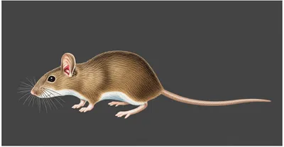 Illustration rat - Image 1