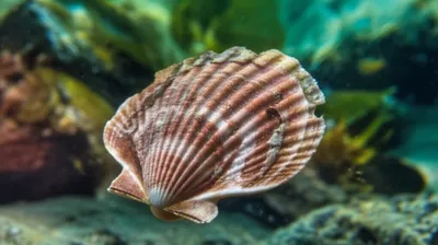 Illustration pecten - Image 1