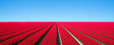 Hình ảnh minh họa homogeneous