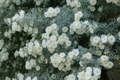 Illustration albas - Image 1