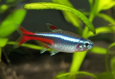Illustration neon tetra - Image 1
