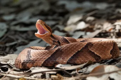Illustration cottonmouth - Image 1