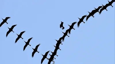 Illustration peels - Image 1