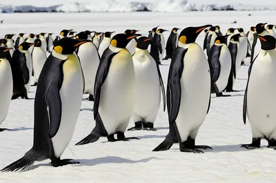 Illustration pinguins - Image 1