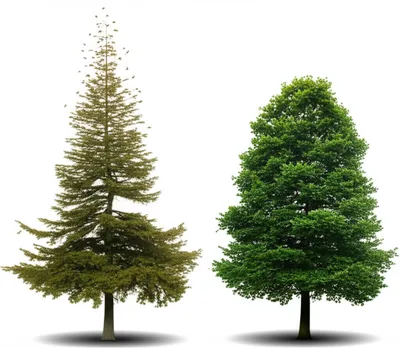 Illustration shortening - Image 1