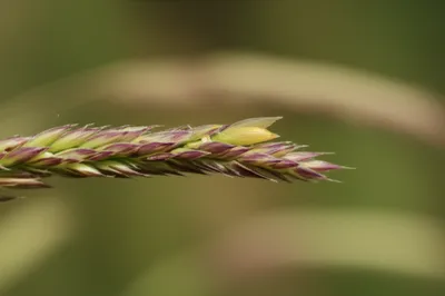 Illustration lemma - Image 1