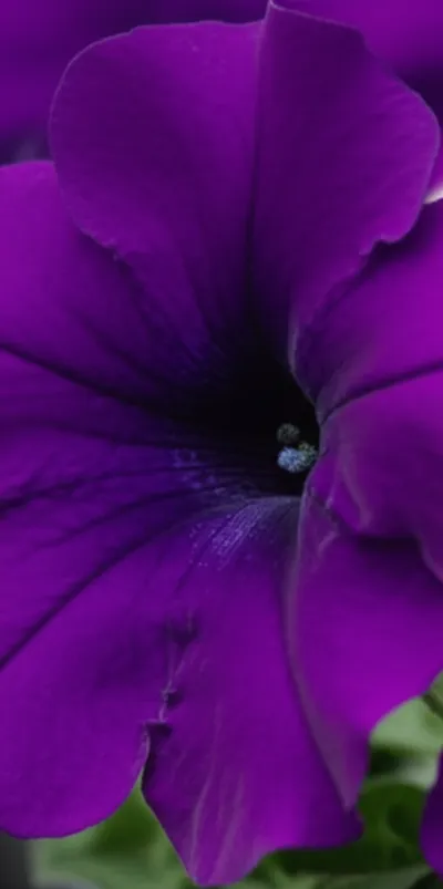 Illustration petunia - Image 2