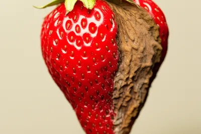 Illustration souring - Image 1