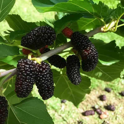 Illustration mulberries - Image 1