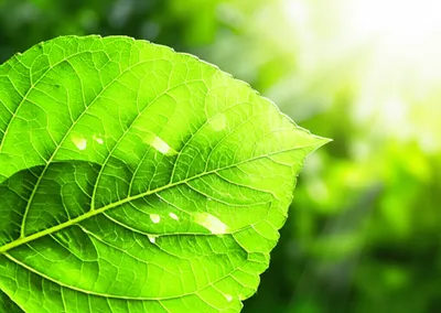 Illustration photosynthesizing - Image 1