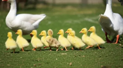 Illustration parade - Image 1