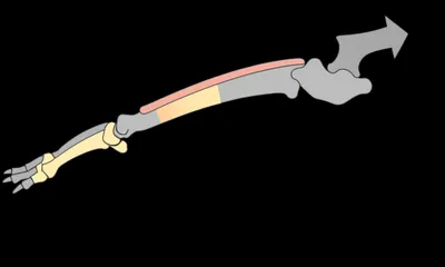 Hình ảnh minh họa radius - Ảnh 1