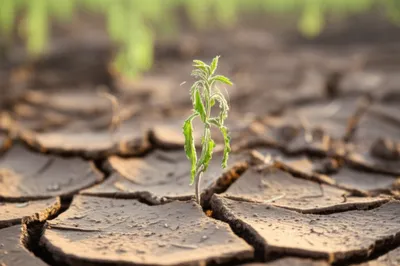 Illustration weedy - Image 1