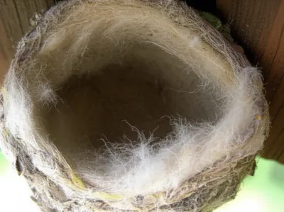 Illustration furs - Image 1