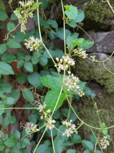 Illustration mignonette - Image 1