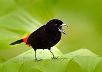 Illustration call - Image 3