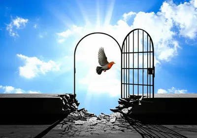 Illustration pardon - Image 1