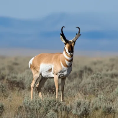 Illustration antelope - Image 1