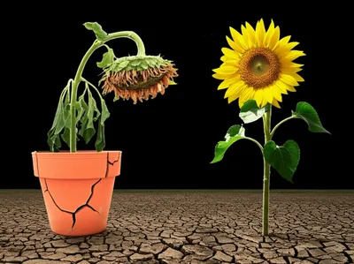 Illustration incapable