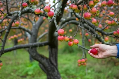 Illustration crabapple - Image 1