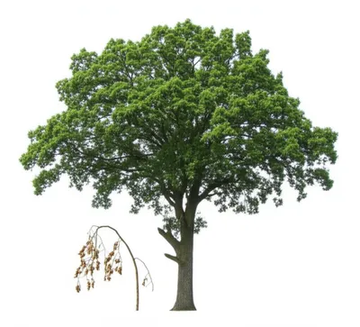 Illustration weaker - Image 1