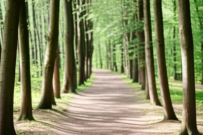 Illustration ramble - Image 1