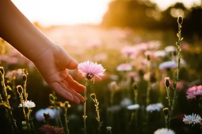 Illustration bates - Image 1