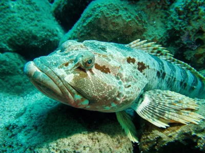 Illustration flatheads