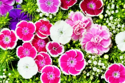 Illustration pinks - Image 1