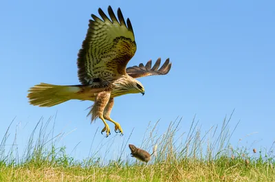 Illustration hawked - Image 1